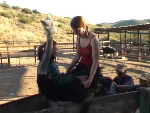 Jazda na strusiu w Oudtshoorn (1/2)