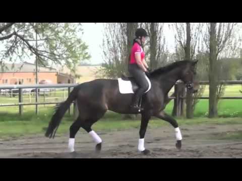 Sir Donnerhall I-Werther mare * 2009 for sale