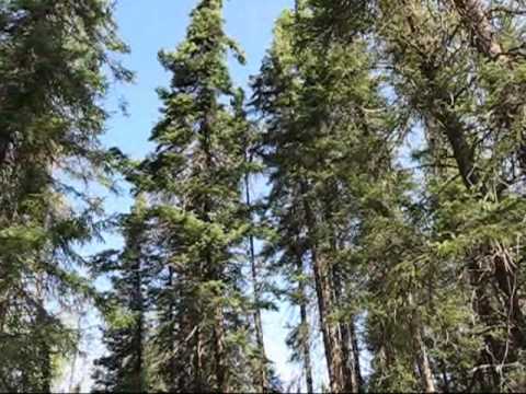 Trees have character: My Fire-driven Boreal Forest
