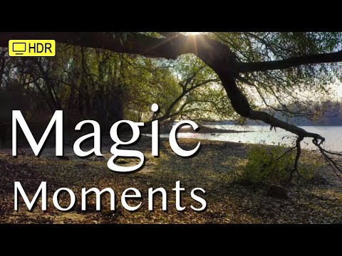 Magic Forest |4K UHD🔅HDR🔅