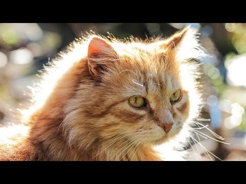 How to Travel Train Your Cat - Training Your Cat for Car Travel