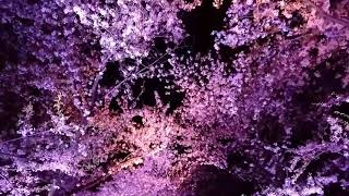 高田公演　夜桜③