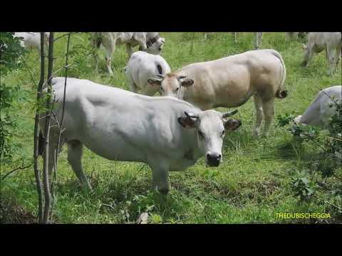 MUCCHE DI RAZZA PIEMONTESE AL PASCOLO, BORGO S. DALMAZZO (CN) SAB. 7 - 5 - 2022.