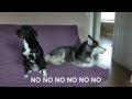 Mishka The Talking Husky Is Mad SUBTITLED