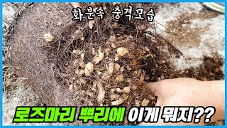 로즈마리 화분속 충격모습 ㅠㅠ 상황별 로즈마리 분갈이 방법!!