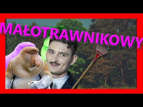 Dawid Podsiadlo - Małomiasteczkowy PARODIA Małotrawnikowy