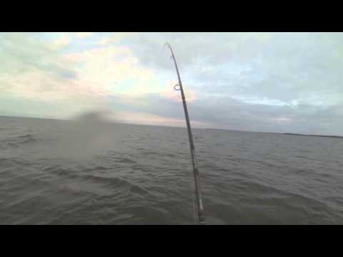 Ennätys meritaimen siiman päässä, noin 90cm