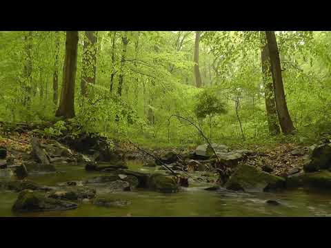 15 Minute Relaxing Music | Meditation Music | Sound of Water Flowing | Nature Sound | Stress Relief