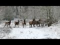Beautiful Deer S Snow Deer Running 2020