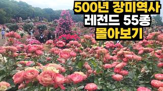 전세계 레전드 장미 55종 몰아보기