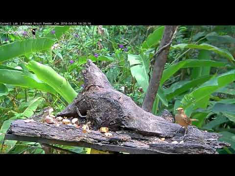 Common Basilisk Joins Birds On Panama Fruit Feeder – April 4, 2018
