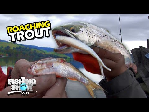 MATCHING THE HATCH! Roaching Trout