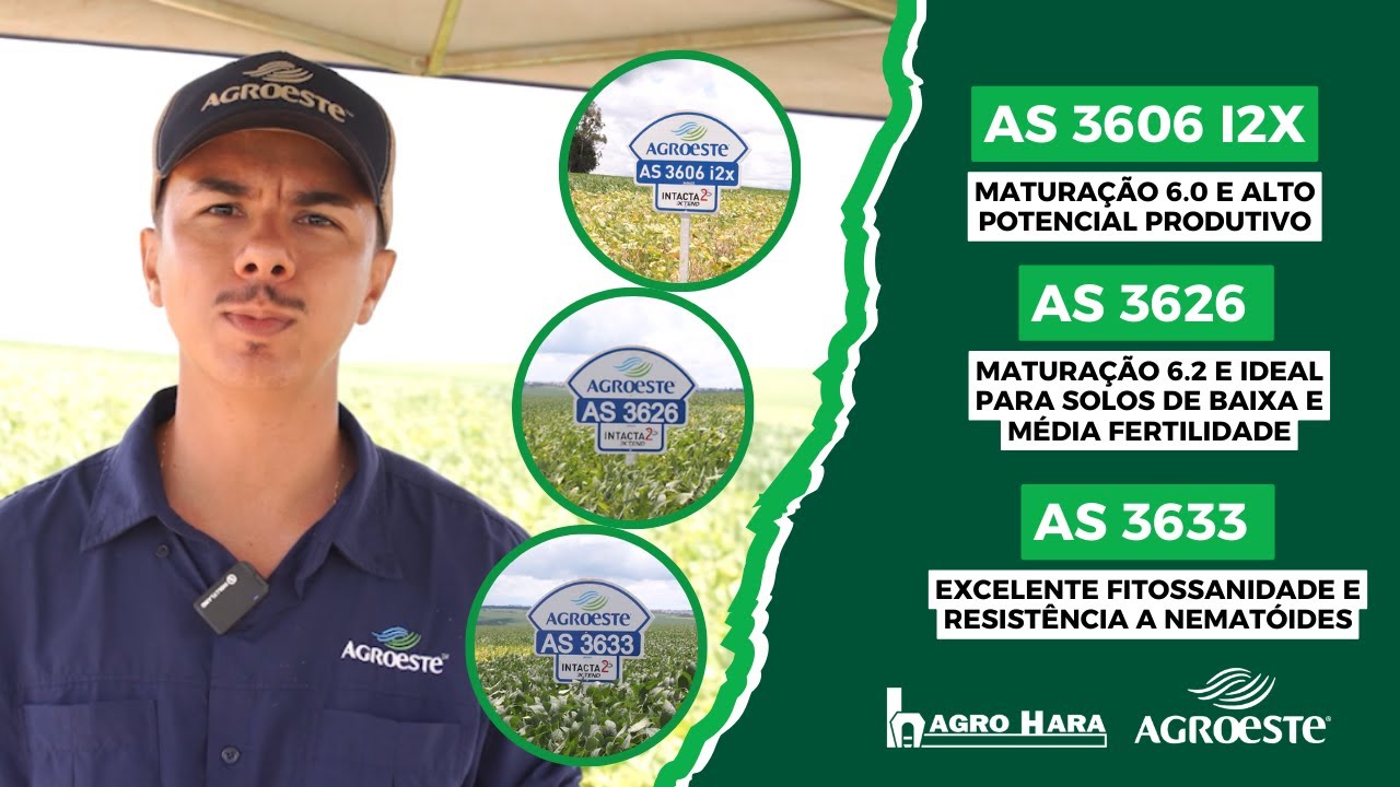 Mais sanidade e produtividade com as cultivares da Agroeste