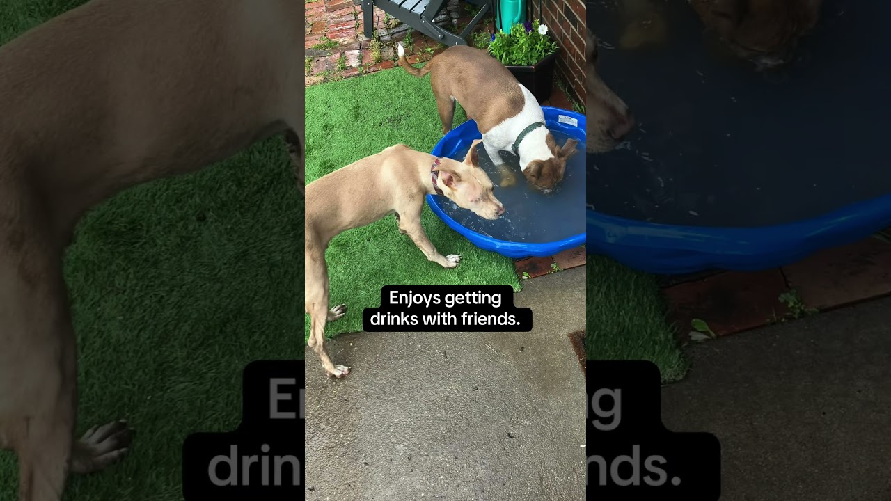Enlarge Oliver, a ADOPTABLE mixed breed in Blue Springs, MO video 3/4