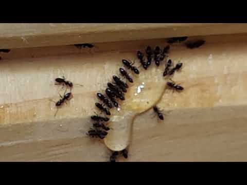 Odorous House Ants Have to Use the Toilet in Colts Neck, NJ