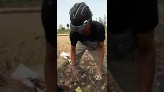Download lagu kuli kuli pln ngeres mp3