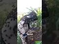 SEORANG KAKEK MENINGGAL DUNIA DISENGAT TAWON VESPA DI KLATEN Shorts