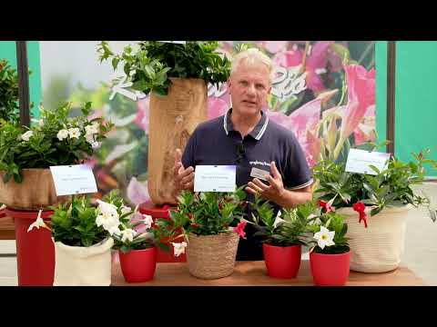 Onze Mandevilla Rio | Syngenta Flowers 2023