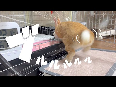 園芸 ウサギの尻尾、大きなイケメン