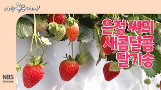 [나는농부다 251회] 딸기 농부 은정 씨의 새콤달콤 딸기송