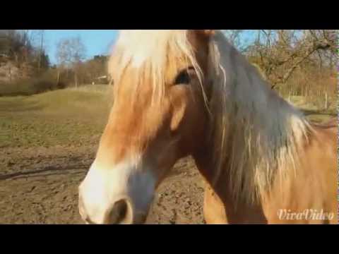 Kohlfuchs Haflinger Luber - Einfach mal chillen