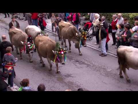 Montafon.TV - Alpabtrieb Tschagguns 2013