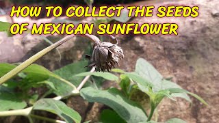 HOW TO COLLECT THE SEEDS OF MEXICAN SUNFLOWER
