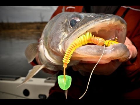 Catch Giant Rainy River Walleye on Plastics