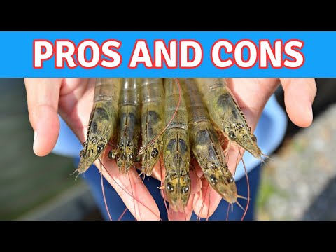 Thinking of Setting Up a Recirculating Aquaculture System?  The Pros and Cons of RAS.