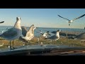 Feeding Seagulls At The Beach