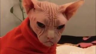 Angry cat gif