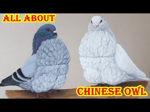 , title : 'Chinese Owl Pigeon Standard Information, Characteristics, Color, Uses & Appearance'