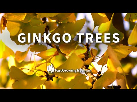 Ginkgo Trees from FastGrowingTrees.com