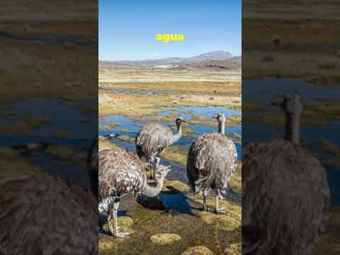 El valle donde la tierra hierve en Perú | Géiseres de Candarave