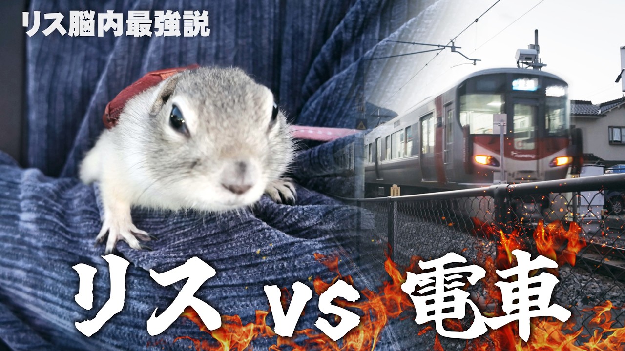 電車にケンカを売るリス【リチャードソンジリス】