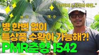 오이를 재배하는데 병해가 단 한번도 없었다?! PD가 먹어본 오이 중에 가장 아삭하고 달기까지 했던 PMR춘…