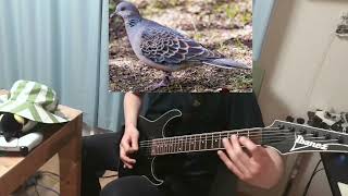 【ギター】キジバトの鳴き声 カバー / Dove Call - Guitar Cover🐦