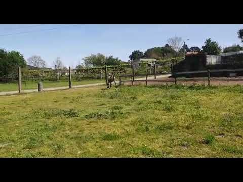 Lustiano filly Savana (JP) by Janota da Fareja (DGM) x Azorra (IS)