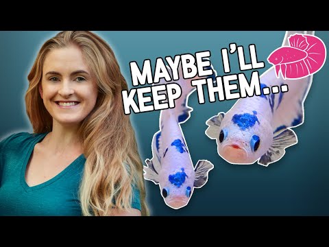 Unboxing - These Aren't My Fish!