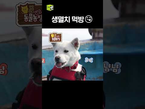 쇼츠