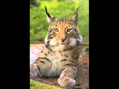 2011 12 06 - DJ Lynx [Clip]