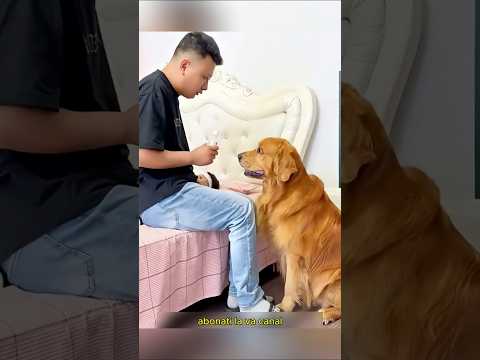 🐶❤️ Câinele loial, protectorul copilului! #shortvideo #viral #defender
