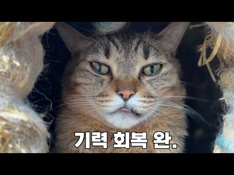 기력 회복 후 다시 사고뭉치가 된 막둥이 호수