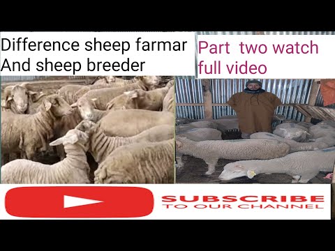 , title : 'Difference sheep farmar || And sheep breeder || #sheepfarming @SandiBrock'