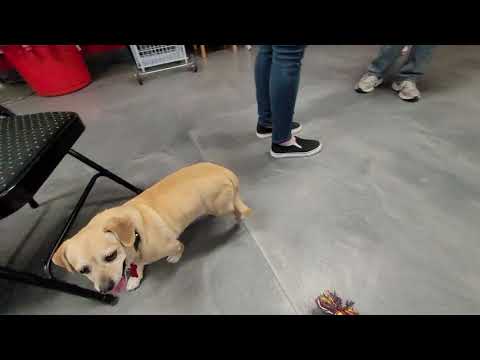 WALLY, an adopted Chihuahua & Pug Mix in Phoenix, AZ_image-1