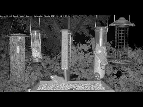 Flying squirrels switch places              01 24 55 6 3 21