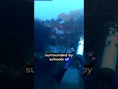 Locais de mergulho de tirar o fôlego em Palau