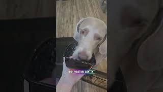 Why our dogs all eat something different! #dogshorts #doggielife #dogmom #morningroutine