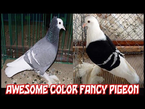 , title : 'Gorgeous & Colorful Fancy Pigeon Fair #8'