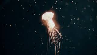 Jellyfish Facts Extended